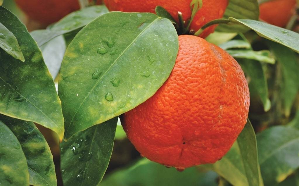 Comment les oranges peuvent aider à maintenir une peau saine et éclatante