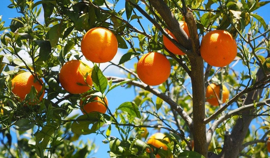 Des idées créatives pour intégrer les oranges dans vos recettes salées